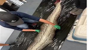  فيديو صادم.. خروج تمساح ضخم من معدة ثعبان - كيف حدث ذلك؟