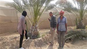 بالصور- حملات زراعية لمكافحة سوسة النخيل وآفات النيماتودا بجنوب سيناء 