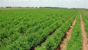 الزراعة في كل مصر.. أنشطة وجهود مديريات الزراعة والطب البيطري في أسبوع