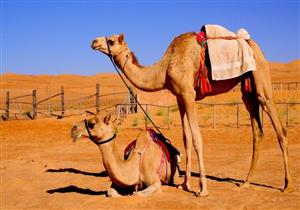 بعد انتشارها بين لاعبي منتخب فرنسا- هل قد تسبب إنفلونزا الجمل الوفاة؟