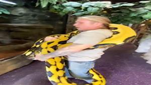 لسبب غريب.. ثعبان ضخم "يعصر جسم" طبيبه "فيديو"