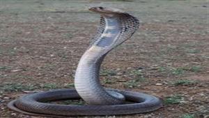 طفل يعض كوبرا انتقامًا لما فعلته.. كيف حدث ذلك؟