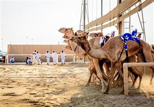 إنفلونزا الجمل تهدد مونديال قطر- معلومات قد تهمك عنها "فيديوجرافيك"