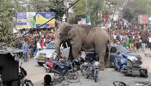 أغرب واقعة في 2022.. فيل يقتل امرأة ويعود في جنازتها ليدهس جثتها.. ما سبب الانتقام؟