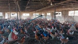 كيف يمكن خفض أسعار الدواجن.. رئيس الشعبة يوضح