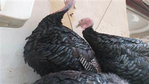 ملك موائد رأس السنة.. كيلو الرومي يسجل 95 جنيهًا في أسيوط  - فيديو وصور