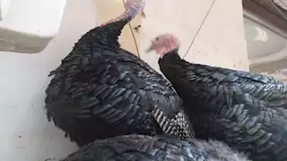 احذر غسل الديك الرومي قبل طهيه.. لن تتوقع ما سيحدث في جسمك 