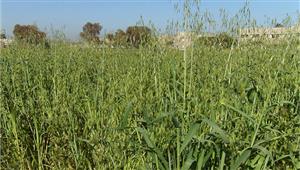 للعام الثالث.. تجديد الاعتماد الدولي لـ"المركزي لبحوث الحشائش"