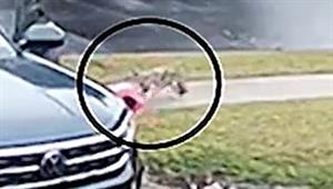 فيديو مرعب.. ذئب يسحب طفلة بأسنانه ووالدها يتدخل