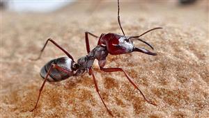 تريند جوجل.. ما هو حليب النمل الذي أثار ضجة عالمية؟