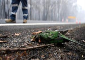 ظاهرة غريبة في المكسيك.. السماء تُمطر طيورًا نافقة (فيديو)