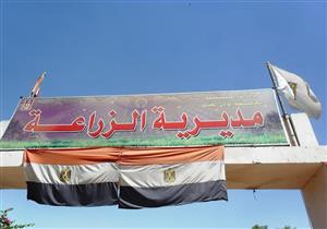 زراعة 342 ألف فدان قمح في الوادي الجديد