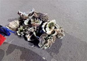 يخرج من الأعماق وغني بالفسفور.. "البُصر" أكبر محارات البحر في السويس