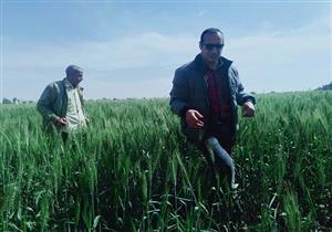 السنابل الذهبية تعانق أرض الفيروز.. التوسع في زراعة القمح بجنوب سيناء -صور