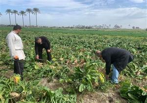 بالصور - بدء حصاد 6 آلاف فدان بنجر السكر بالإسكندرية  