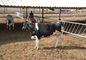  صور - وزير الزراعة: مشروع البتلو بالبحيرة ساهم في ضبط الأسعار