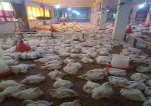 بطاقة 7 آلاف دجاجة.. جنوب سيناء تطرح دفعة جديدة من الدواجن لأهالي مدينة نويبع  بأسعار مخفضة - صور 