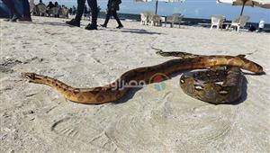 ثعابين وسحالي على الشاطئ .. "فوتسيشن" بالزواحف يجذب الأنظار في بورسعيد