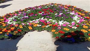 "الزراعة": انطلاق معرض زهور الربيع 13 مايو القادم بالمتحف الزراعي