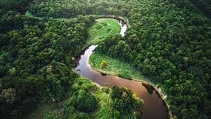 "كانا يشربان من الأمطار".. العثور على طفلين تاها 25 يومًا في غابات الأمازون