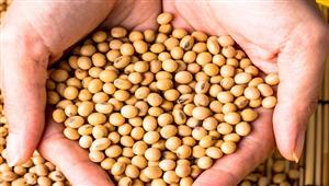 فول الصويا.. إليك فوائده وأضراره
