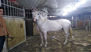 "شب وسلم يا حصان".. الخيول رفيق البدو في سيناء ومهارات تبهر الجميع