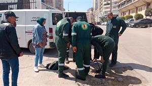 إصلاح هبوط أرضي في المندرة بالإسكندرية.. والحي: المرافق سليمة - صور