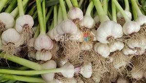 تخطى حاجز الـ 35 جنيهًا.. "الزراعة" تكشف أسباب ارتفاع الثوم في الأسواق