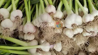 الحجر الزراعي: 40 ألف طن صادرات مصرية من الثوم حتى الآن