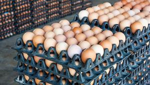 الثروة الداجنة: ليست كل شركات القطاع الخاص تقوم بالمغالاة في أسعار البيض