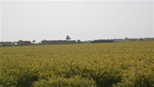 وزارة الزراعة: البدء في تقليل زراعة بعض المحاصيل التي تستهلك كميات كبيرة من المياه