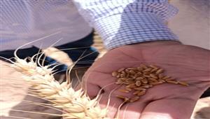 بالصور.. توريد 2767 طن قمح لصوامع داخل وخارج الوادي الجديد