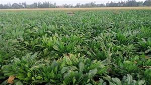 لأول مرة وإنتاجية مُبشرة.. الوادي الجديد تبدأ حصاد 13 ألف فدان من بنجر السكر 