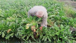 "هلت بشاير الشمندر السكري".. "بنجر السكر" محصول الخير في كفرالشيخ (فيديو وصور)  