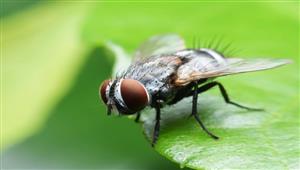 ما السر وراء انجذاب الذباب إلى الضوء؟