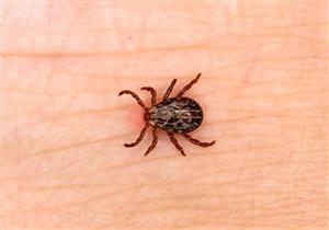 لن تتوقع.. ماذا سيحدث إذا اختفت جميع الحشرات من على الأرض؟