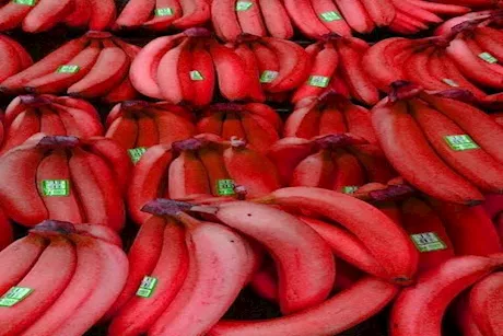 تقوية المناعة ودعم الجهاز الهضمي.. إليك فوائد الموز الأحمر