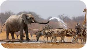 نظام ذكي جديد يدرس سلوك الحيوانات من حركات أجسامهم