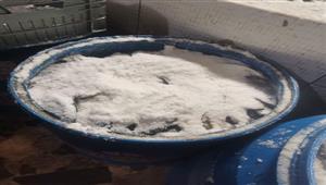 بالصور- ضبط طن ونصف أسماك مجهولة المصدر داخل مصنع رنجة بالشرقية