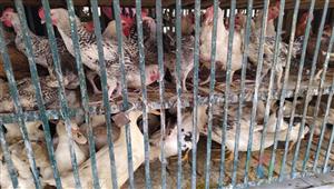 بعد ظهور أول حالة بالعالم - ما أعراض إنفلونزا الطيور H3N8؟