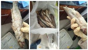 صور.. ضبط "فسيخ" غير صالح للاستهلاك داخل محل شهير في السويس