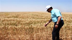 من وادى الصعايدة.. انطلاق موسم حصاد القمح بأسوان (صور)