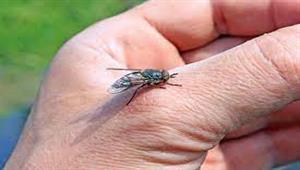 حيل طبيعية ونباتات للتخلص من الذباب قبل قدوم الصيف 