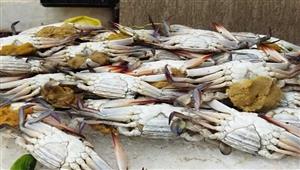 انخفاض الكابوريا.. أسعار الأسماك والمأكولات البحرية في سوق العبور اليوم