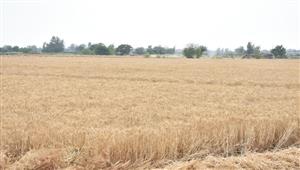  توريد 127 ألف طن قمح إلى صوامع كفر الشيخ