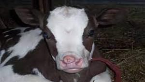 رفض بيعها مقابل الكثير من المال.. تعرف على لوسي البقرة ذات الأنفين