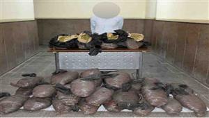 مباحث الصف تحبط ترويج ١٢٠ كيلو بانجو