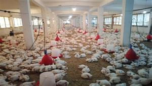 موفرة وتألف درجات الحرارة.. الزراعة تكشف تفاصيل سلالة الدواجن الجديدة
