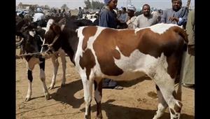 التحفظ على 451 رأس ماشية لمستريح أسوان في حجر دراو