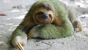 لماذا سُمّي حيوان “الكسلان” بهذا الاسم؟